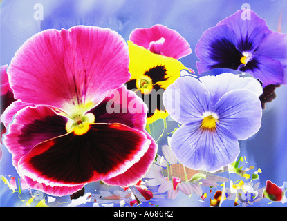 violettes de pansy lilas et bleues, manipulation numérique Banque D'Images
