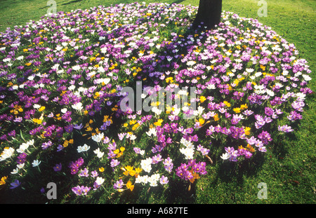 Différentes couleurs de Crocus fleurs dans un cercle sous un arbre Banque D'Images