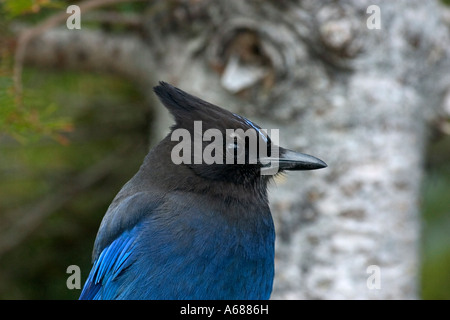 La stellaire Jay Close Up Banque D'Images