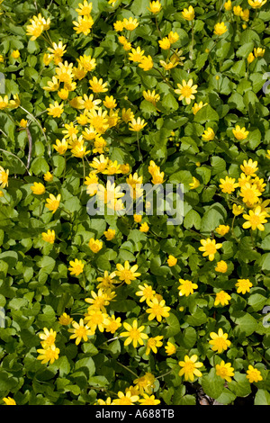 Moins de celandine ( Ranunculus ficaria ) en pleine floraison au printemps, en Finlande Banque D'Images