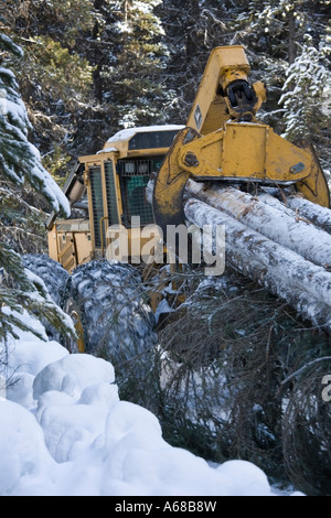 L'exploitation de bois infesté par le dendroctone du pin ponderosa Smithers Hudson Bay Mountain en Colombie-Britannique Banque D'Images