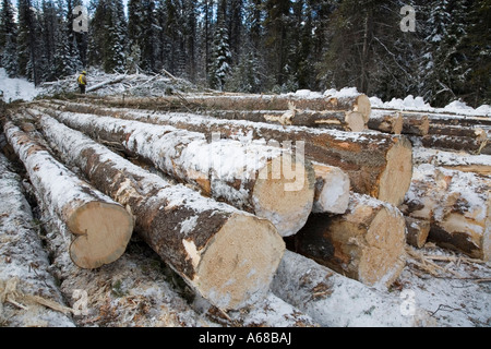 L'exploitation de bois infesté par le dendroctone du pin ponderosa Smithers Hudson Bay Mountain en Colombie-Britannique Banque D'Images