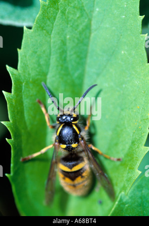 Le comté de Kerry, Irlande, grand jardin bee reposant sur une feuille verte, la beauté dans la nature, Banque D'Images