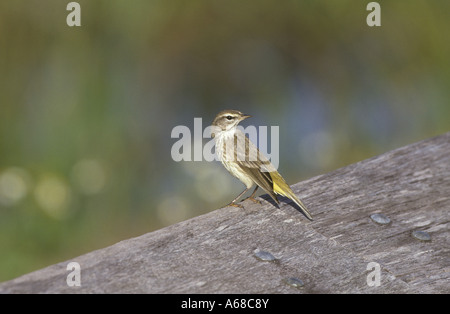 Palm Warbler Dendroica palmarum Florida Banque D'Images