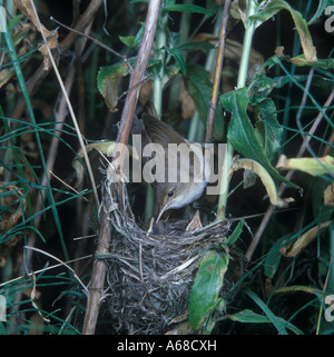 Marsh Warbler Acrocephalus palustris au nid Banque D'Images