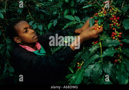La récolte de baies de café mûres Picker (Coffea arabica) dans la région de Kilimandjaro, Machame, Tanzanie Banque D'Images