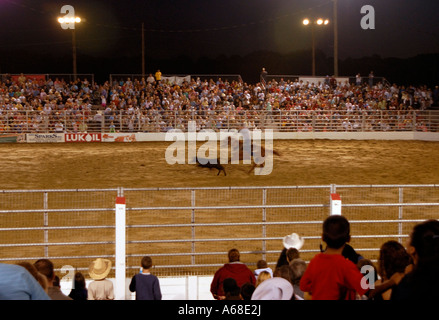 À un rodéo roping Wranglers veaux Banque D'Images