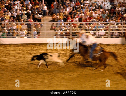 À un rodéo roping Wranglers veaux Banque D'Images