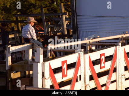 Montres cowboy en herbe l'action du bull riding fence Banque D'Images