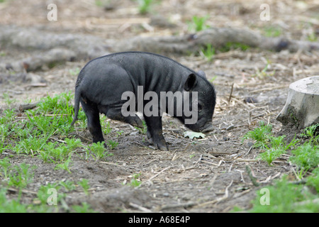 Pot bellied vietnamien Porc (Sus scrofa domestica), piglet Banque D'Images