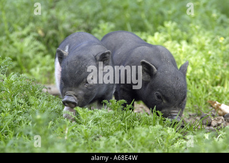 Pot bellied vietnamien Porc (Sus scrofa domestica), les porcelets Banque D'Images