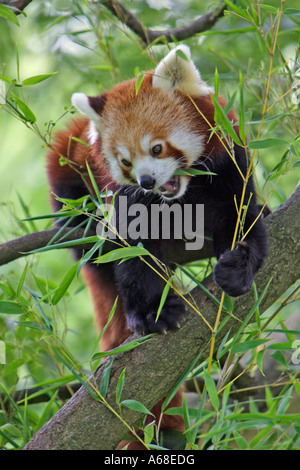 Le panda rouge, le petit panda (Ailurus fulgens) manger des feuilles de bambou Banque D'Images