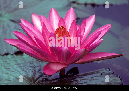 Nénuphar (Nymphaea sp.), la variété Star américaine, fleur Banque D'Images