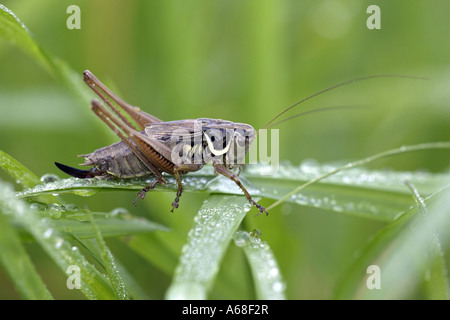 (Pholidoptera griseoaptera Bushcricket sombre), homme sur un brin d'herbe Banque D'Images