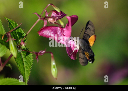 (Macroglossum stellatarum Sphynx colibri) en sirotant du nectar de balsamine de l'Himalaya (Impatiens glandulifera) fleurs Banque D'Images