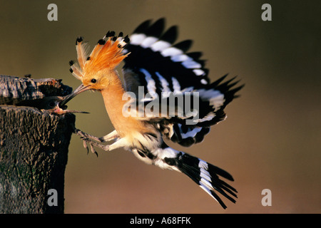 Huppe fasciée (Upupa epops), nourrir les oiseaux adultes jeunes au nid en vol Banque D'Images