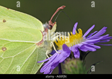 De souffre (Gonepteryx rhamni) sucer sur le nectar des fleurs de l'Aster (Aster sp.) Banque D'Images