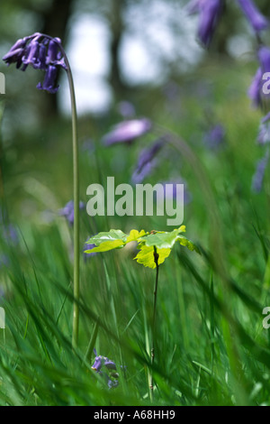 Chêne rouvre des semis (Quercus petraea) poussant parmi les jacinthes (Hyacinthoides non-scripta) dans la forêt de chênes. Powys, Pays de Galles, Royaume-Uni. Banque D'Images