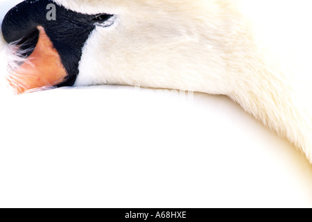 Femme Cygne muet (Cygnus olor) en appui avec la tête sous l'aile. WWT collection Arundel, Sussex, Angleterre. Banque D'Images