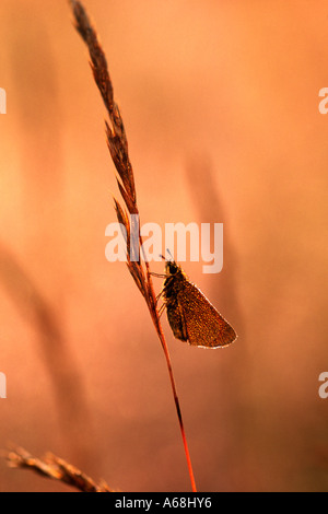 Petit papillon hespérie (Thymelicus sylvestris) se percher sur une tige d'herbe à l'aube et couvert de rosée. Powys, Pays de Galles, Royaume-Uni. Banque D'Images