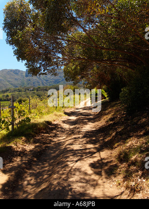 Route de terre qui traverse un vinyard à Constantia Cape Town Afrique du Sud Banque D'Images