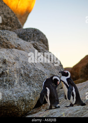 Une paire de Jackass pingouins à Boulders Beach près de Capetown Afrique du Sud au lever du soleil Spheniscus demersus colonie africaine de Cape Town Banque D'Images