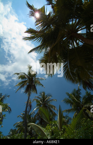 Palmiers dans les Maldives avec la lumière du soleil filtrant à travers les feuilles Banque D'Images