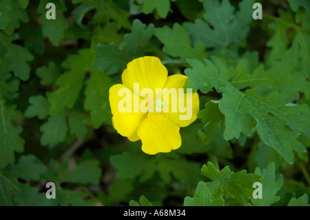 Fleurs sauvages du coquelicot en bois Banque D'Images