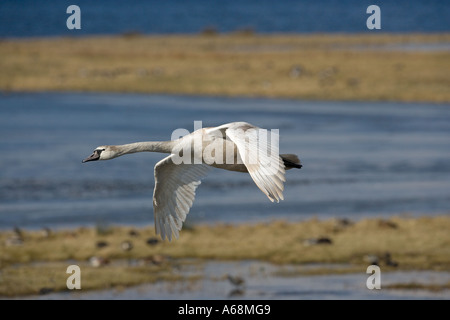 Cygne tuberculé Cygnus immatures olar Ouse lave Cambs Banque D'Images