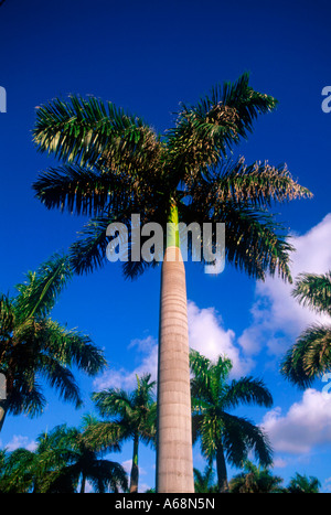 Floride palm tree Banque D'Images