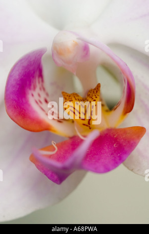 Photo macro d'une orchidée UN Banque D'Images