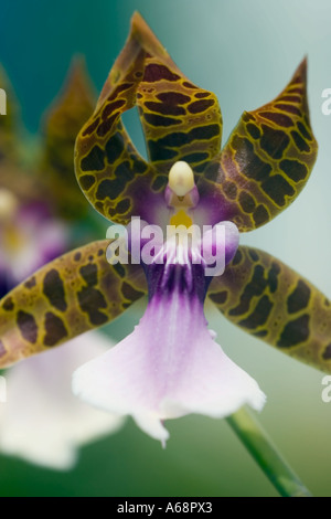 Photo macro d'une orchidée C Banque D'Images