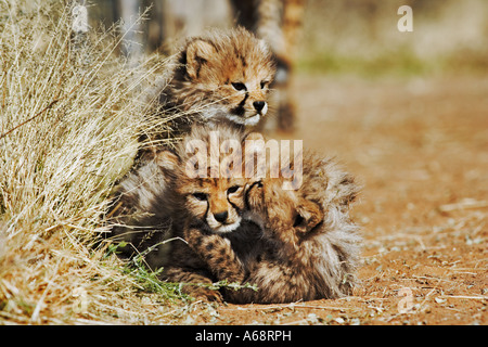 Le guépard Acinonyx jubatus trois oursons en Namibie Banque D'Images