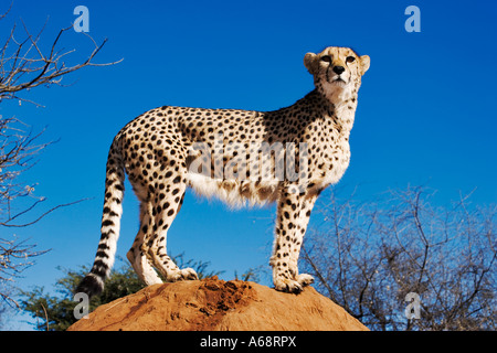 Le guépard Acinonyx jubatus utilisant termitière que look out point. La Namibie Banque D'Images