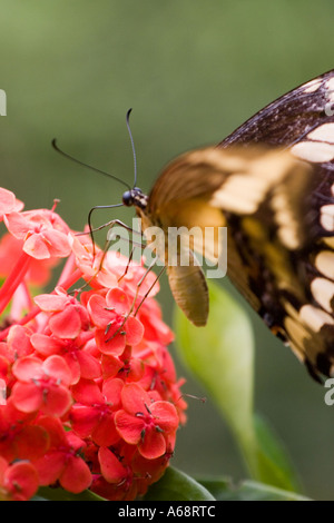 Papillon sur une fleur rouge un Banque D'Images