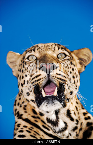 Panthera pardus léopard Portrait de la plus grande des chats tachetés en Afrique Banque D'Images