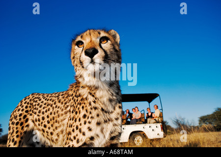 Le guépard Acinonyx jubatus Touristes en regardant un véhicule safari cheetah dans l'herbe. Private Game Reserve en Namibie Banque D'Images