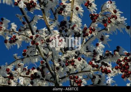 Hawthorn Bush couvert de givre Banque D'Images