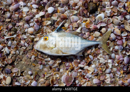 Les petits poissons morts échoués sur la plage Ao Nang Banque D'Images