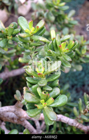 Jade Crassula ovata plante appelée aussi usine Dollar Banque D'Images