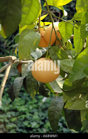 Citrus paradisi var Pamplemousse ROUGE RIO Banque D'Images