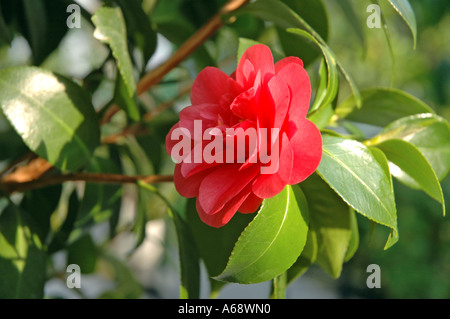 Camellia japonica var Lady Campbell camellia commun Banque D'Images