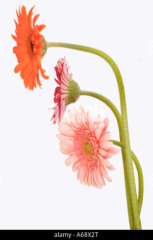 Gerbera jamesonii Gerbera pâquerette Barberton indigènes de l'Afrique l'Barberton Daisy peuvent être trouvés dans de nombreuses variétés Banque D'Images
