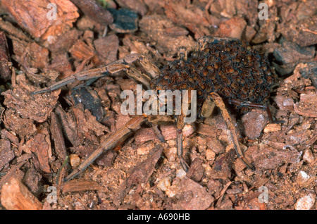 Wolf Spider, Lycosa radiata. Abdomen femelle avec plein de nymphes Banque D'Images