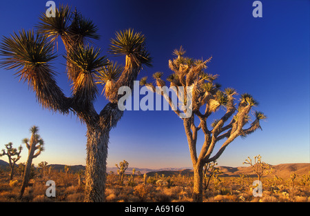 Joshua Tree National Park California USA Banque D'Images