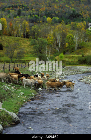 Un troupeau de bétail de Jersey pour traverser un ruisseau de montagne se tenant ensemble au début de l'automne, le nord-est du royaume de France Banque D'Images