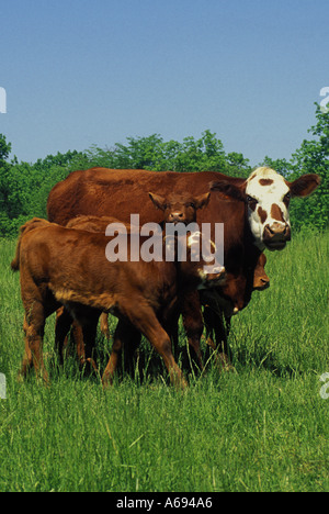 Mère Vache et veaux, croix de Hereford et Limousin, dans un vert pâturage d'été, Midwest USA Banque D'Images