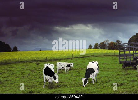 Holsteins paissent dans les pâturages par des champs de fleurs de moutarde sauvage jaune sauvage et vieille charrette à foin comme tempête approche, Vermont USA Banque D'Images