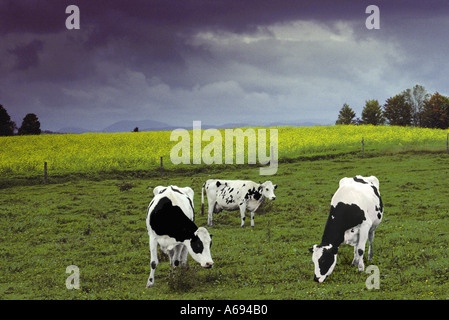 Les vaches Holstein paissent dans les pâturages par des champs de fleurs de moutarde sauvage jaune comme un orage menace une ferme familiale, New York USA Banque D'Images