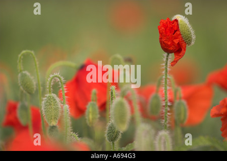 Champ de coquelicots [Papaver rhoeas], bouton floral ouverture dans la lumière du soleil du matin, 'close up', England, UK Banque D'Images